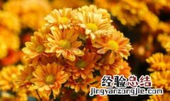 菊花茶功效与作用及禁忌 菊花茶功效与作用及禁忌是什么