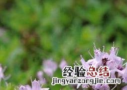 百里香调料图片 百里香图片