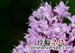 百里香调料图片 百里香图片