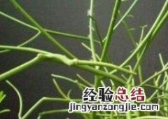 绿玉树的功效与作用 绿玉树的功效与作用及禁忌