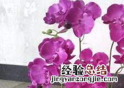 蝴蝶兰图片 蝴蝶兰图片盆景