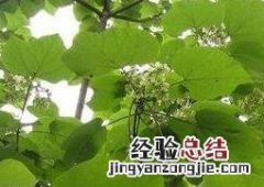 梓树的养殖方法和注意事项有哪些 梓树的养殖方法和注意事项