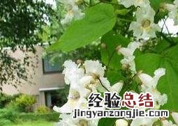 梓树的养殖方法和注意事项有哪些 梓树的养殖方法和注意事项