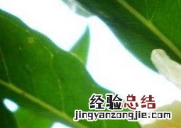 白花石榴树的药用价值与功效 白花石榴树的药用价值与功效与作用