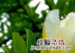 白花石榴树的药用价值与功效 白花石榴树的药用价值与功效与作用