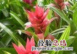 丹尼斯花的功效与作用 丹尼斯花的功效与作用是什么