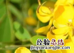 金露梅的功效与作用与食用禁忌图片 金露梅的功效与作用与食用禁忌