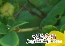 金露梅的功效与作用与食用禁忌图片 金露梅的功效与作用与食用禁忌