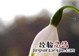 雪片莲的养殖方法和注意事项 夏雪片莲的作用与养殖方法