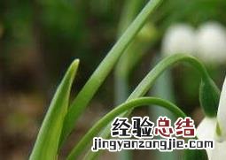 雪片莲的养殖方法和注意事项 夏雪片莲的作用与养殖方法