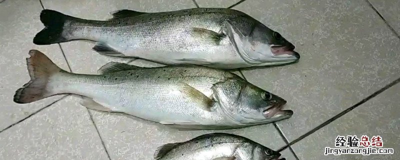 鲈鱼的养殖方法 鲈鱼怎样饲养