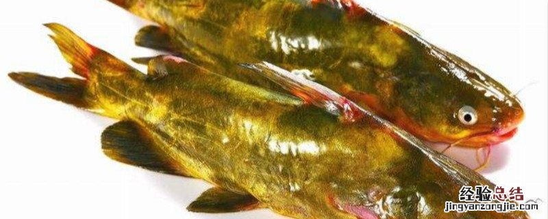 黄骨鱼人工饲料配方 养殖黄骨鱼用什么饲料