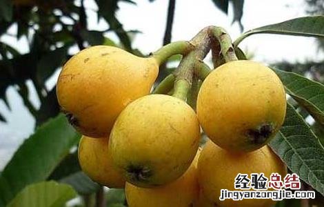 吃枇杷有什么好处和禁忌? 吃枇杷有什么好处