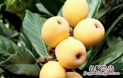 吃枇杷有什么好处和禁忌? 吃枇杷有什么好处