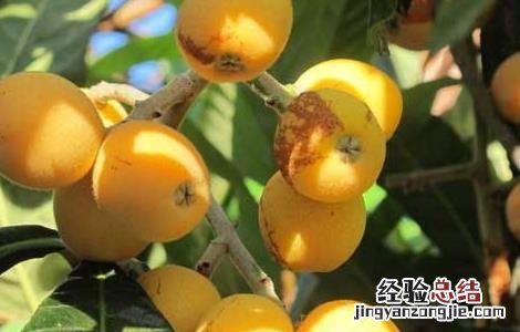 吃枇杷有什么好处和禁忌? 吃枇杷有什么好处