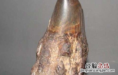 犀牛角的鉴别方法(一 犀牛角的鉴别方法