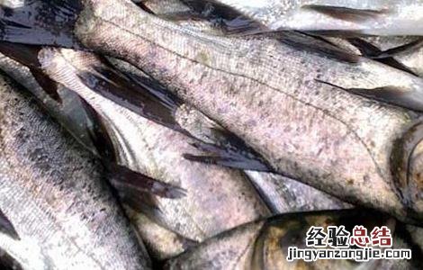 大白鲢鱼的营养价值 鲢鱼的营养价值