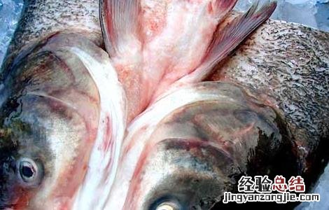 大白鲢鱼的营养价值 鲢鱼的营养价值