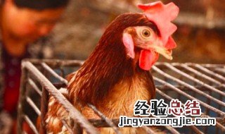 禽流感最严重是哪一年 你知道了吗