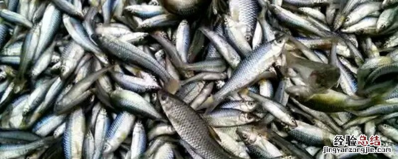 草鱼烂鳃病治疗 草鱼烂鱼鳃是什么病