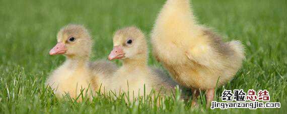 小鹅拉白稀屎吃什么药最好 小鹅拉白稀屎吃什么药