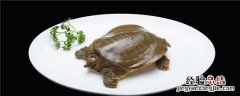 野生甲鱼吃什么食物怎么养 野生甲鱼吃什么食物怎么喂