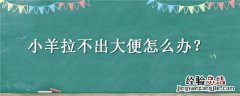 小羊拉不出大便怎么办 小羊拉不出大便怎么办视频