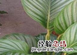 肖竹芋长虫怎么办 竹芋有虫怎么办