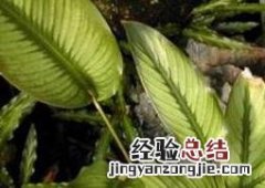 肖竹芋长虫怎么办 竹芋有虫怎么办