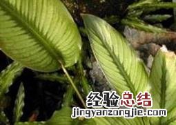 肖竹芋长虫怎么办 竹芋有虫怎么办