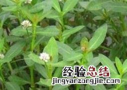 空心莲子草的病虫害防治方法 空心莲子草的病虫害防治