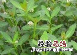 空心莲子草的病虫害防治方法 空心莲子草的病虫害防治