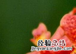 火焰兰花图片 火焰兰图片