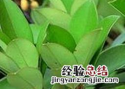 沉香皮油的作用与功效 厚皮香花的功效与作用