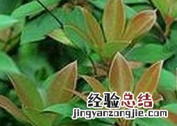沉香皮油的作用与功效 厚皮香花的功效与作用