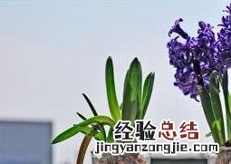 最适合家中养的十大植物 家中最好养的植物