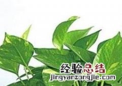 最适合家中养的十大植物 家中最好养的植物
