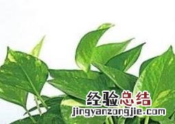 最适合家中养的十大植物 家中最好养的植物