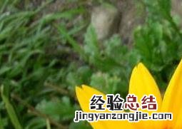 金光菊的病虫害防治 金鸡菊病虫害