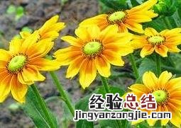 金光菊的病虫害防治 金鸡菊病虫害