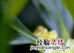 如何养厚皮香花树 如何养厚皮香花