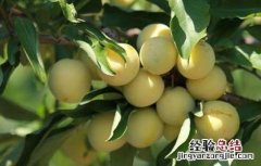 李子的营养价值 李子的营养价值与功效与作用