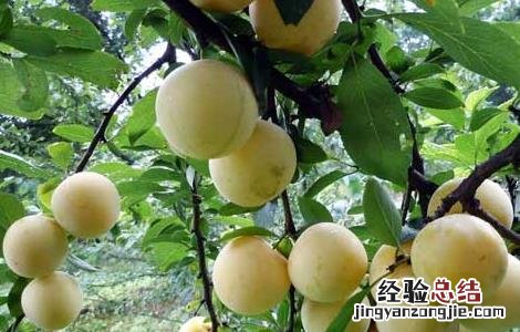 李子的营养价值 李子的营养价值与功效与作用