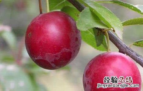 李子的营养价值 李子的营养价值与功效与作用