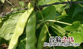 炒蚕豆的功效与作用 菜豆的功效与作用