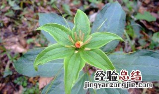 参花的功效与作用 参花的功效与作用及食用方法
