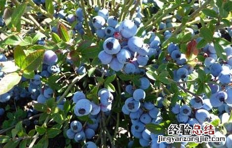 蓝莓的营养价值 冻干蓝莓的营养价值
