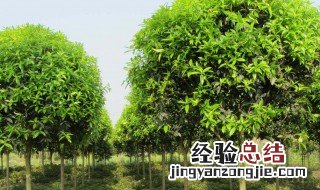 石楠树可以嫁接什么树种 石楠树可以嫁接什么树