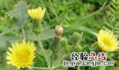 续断菊怎么食用 怎么食用续断菊