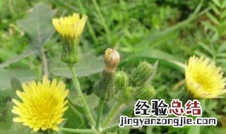 续断菊怎么食用 怎么食用续断菊